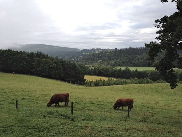Rolling hills with cows